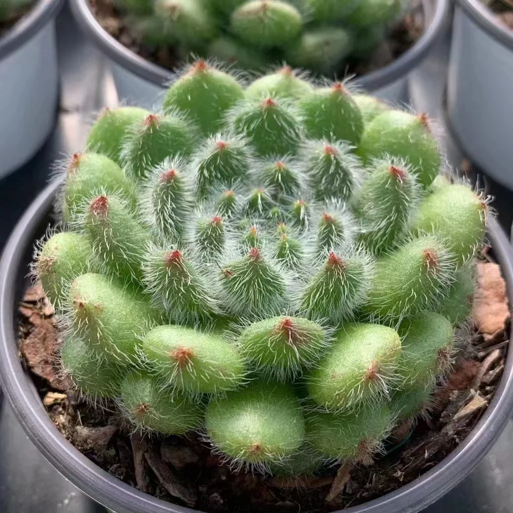500.Echeveria   Abiu . single head  4-5cm /Echeveria/  Succulent plants / Garden landscape / Carefully select healthy plants
