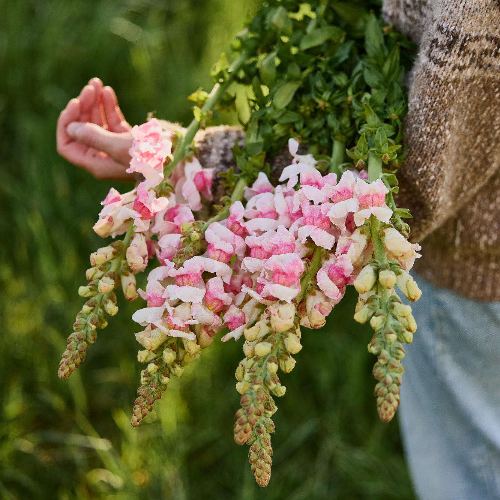 Snapdragon Avignon II Appleblossom Flower | X 50 Seeds