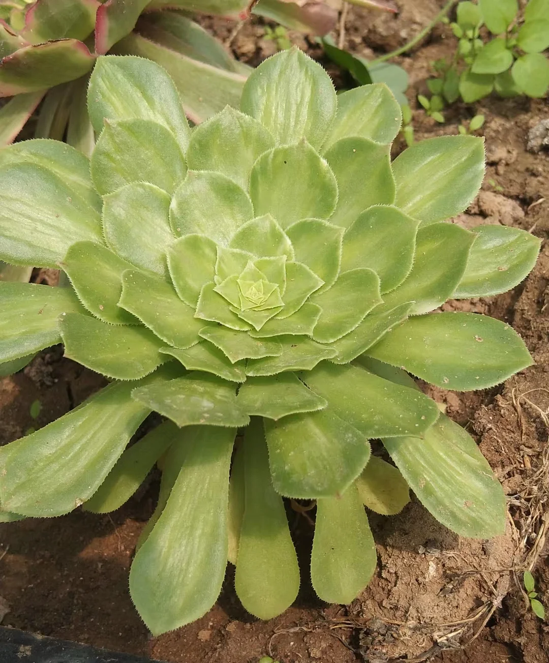 plant Aeonium Echeveria Haworthia  Caudex  Lithops Cactus  Agave 