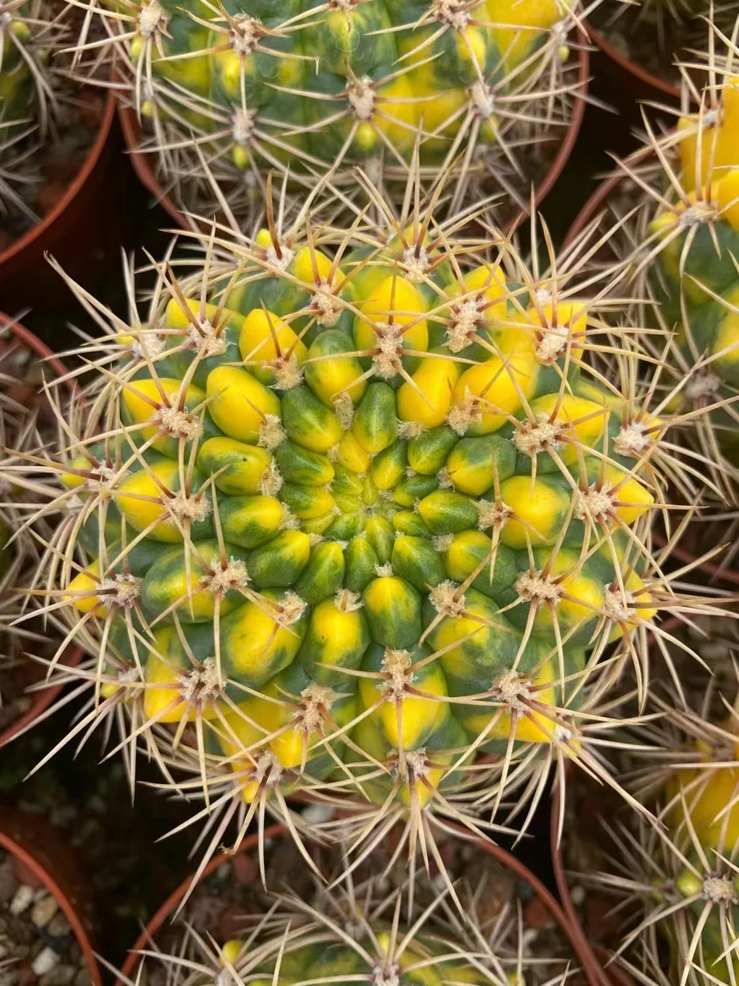 plant Aeonium Echeveria Haworthia  Caudex  Lithops Cactus  Agave 