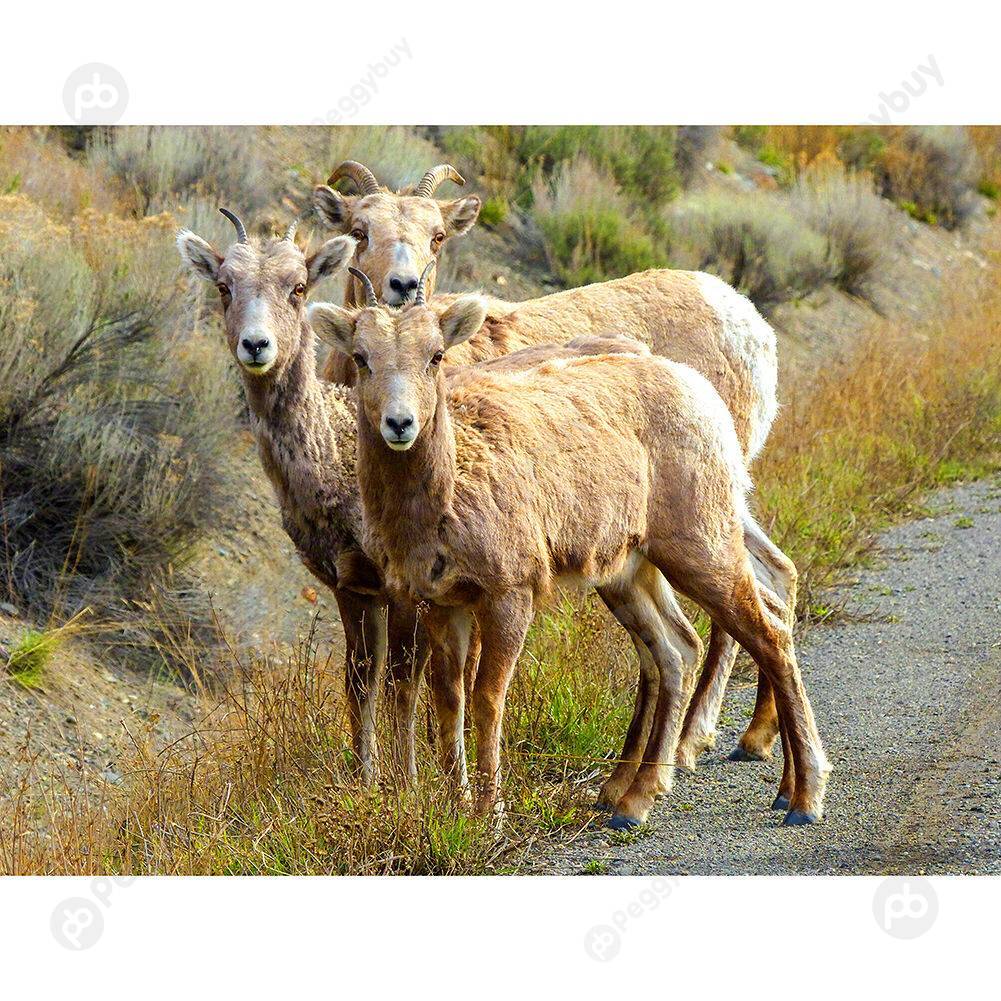 

1000pcs DIY Three Sheep Jigsaw Paper Puzzle Children Adults Art Picture Toy, 501 Original