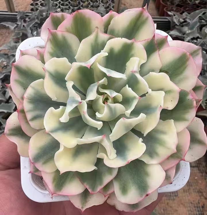 plant Aeonium Echeveria Haworthia  Caudex  Lithops Cactus  Agave 