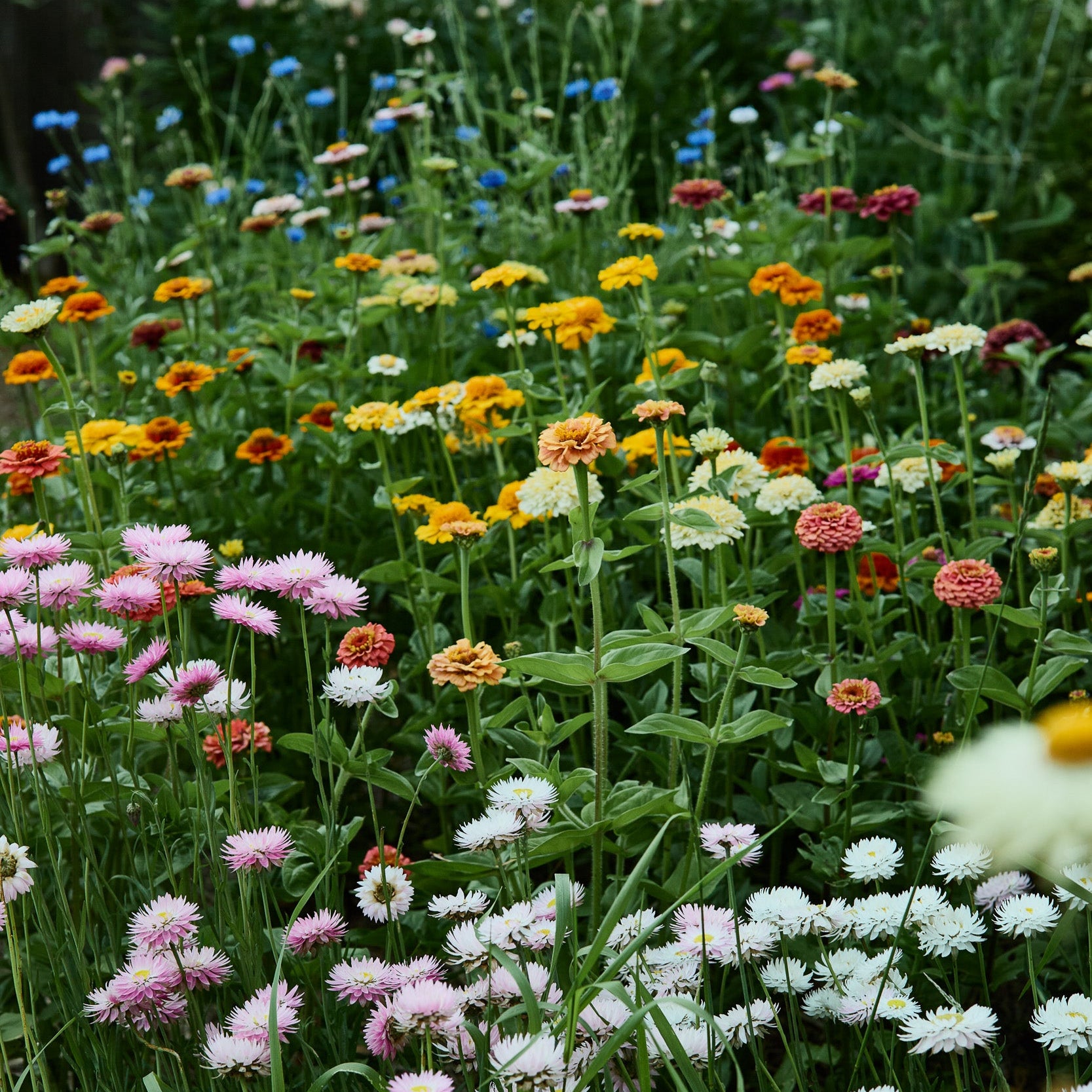 Bee + Butterfly Flower Mix Seeds (NOT TO WA)