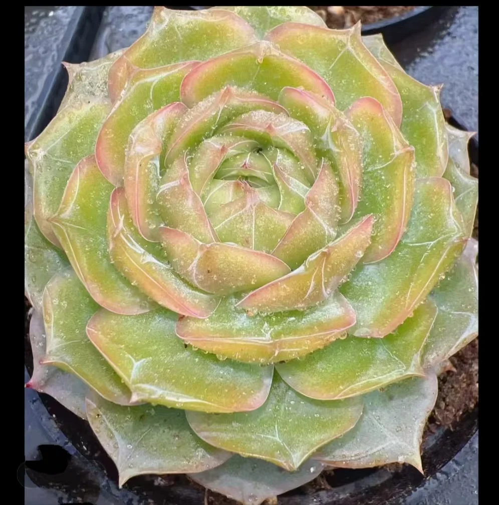 plant Aeonium Echeveria Haworthia  Caudex  Lithops Cactus  Agave 
