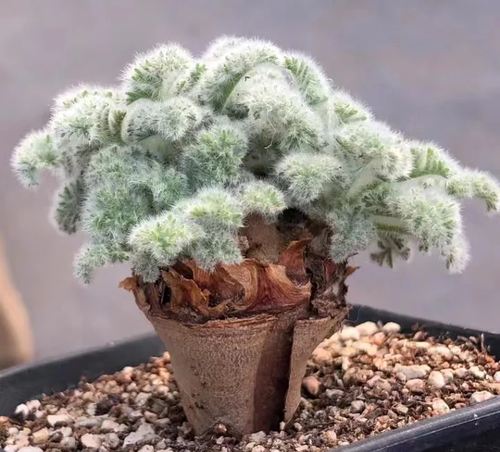 plant Aeonium Echeveria Haworthia  Caudex  Lithops Cactus  Agave 