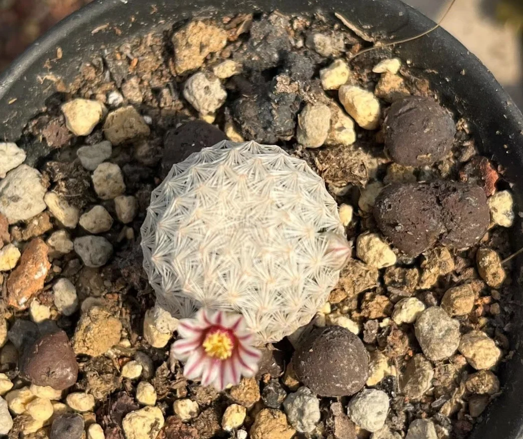 plant Aeonium Echeveria Haworthia  Caudex  Lithops Cactus  Agave 