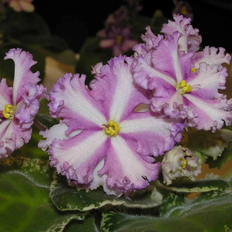 Mixed Miniature Variegated African Violet Seeds