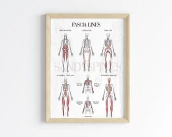 pornhint Pornhint Fascia Lines Anatomy Poster | SANDYSPINES | Art for chiropractors, massage therapists, PTs