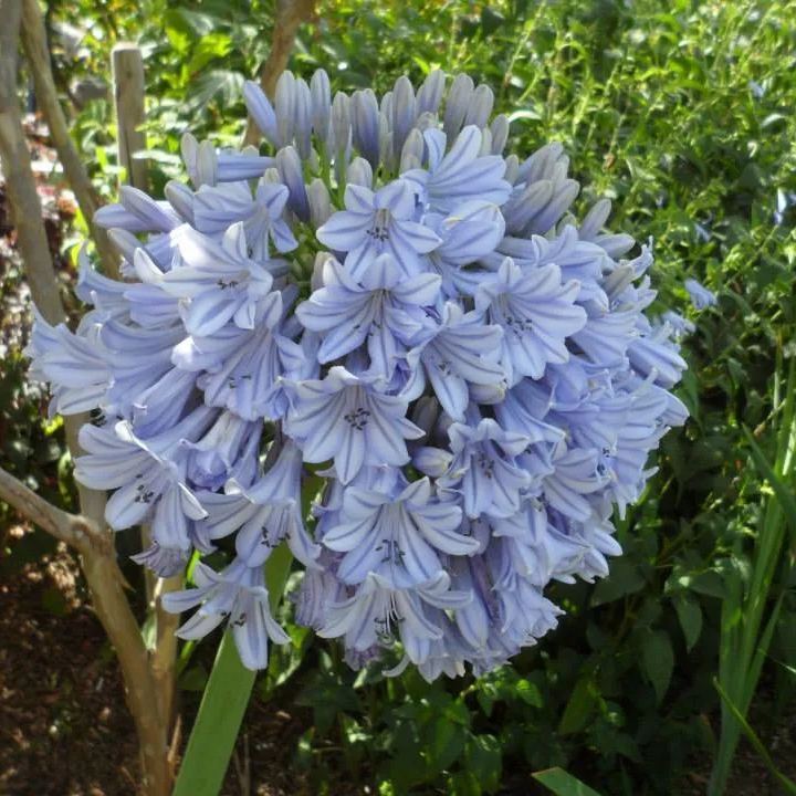 Agapanthus africanus 'Glenavon' Jonyparkseed®