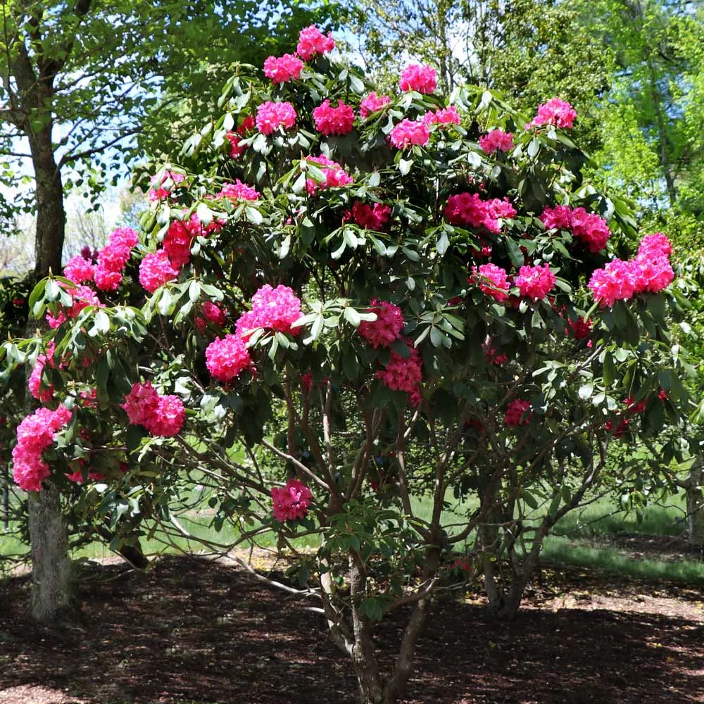 Stunning Azaleas – Red, Pink, White & Dreamy Mixed Colors | Four-Season Garden Delight