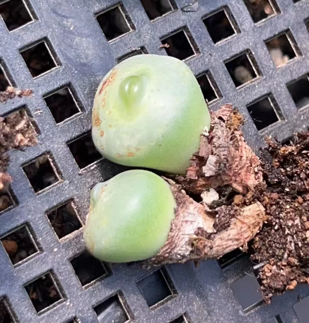 plant Aeonium Echeveria Haworthia  Caudex  Lithops Cactus  Agave 