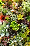Mixed Colored Succulents Seeds 200 Pcs