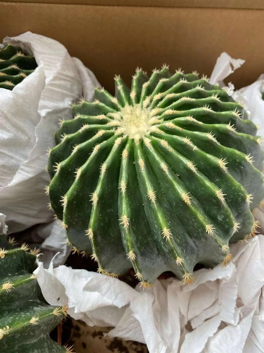 plant Aeonium Echeveria Haworthia  Caudex  Lithops Cactus  Agave 