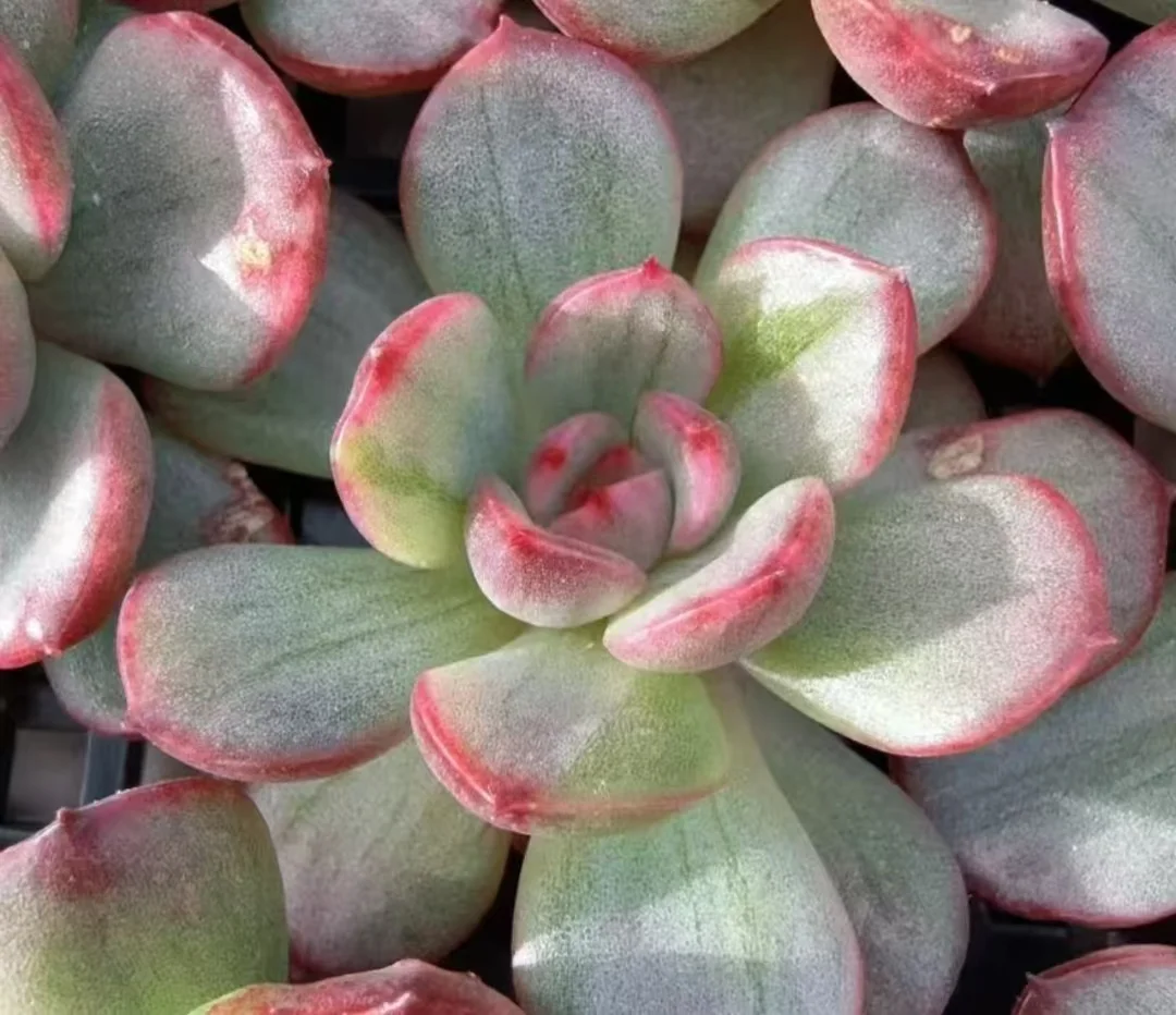 plant Aeonium Echeveria Haworthia  Caudex  Lithops Cactus  Agave 