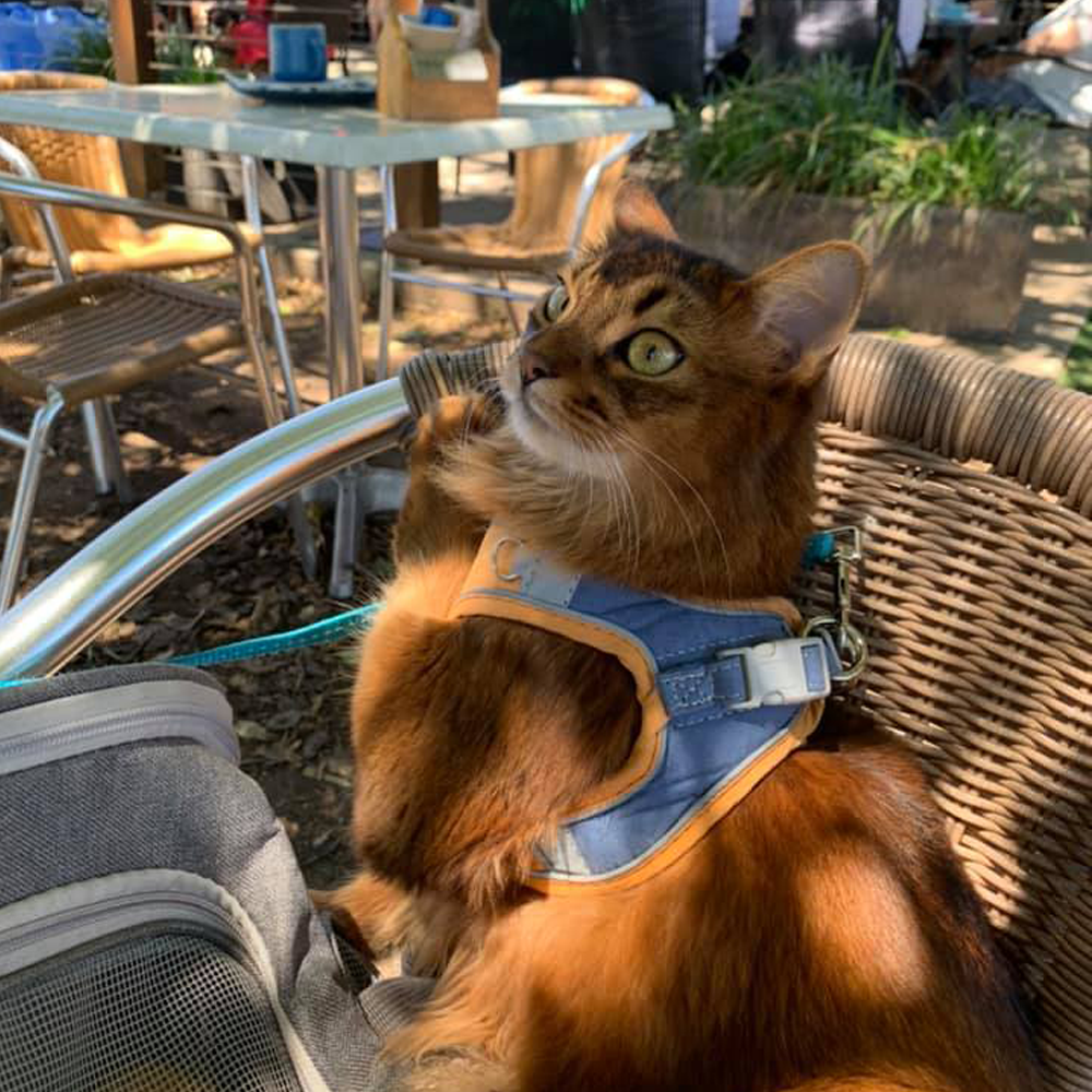 ExploraCat™️ - Cat Harness