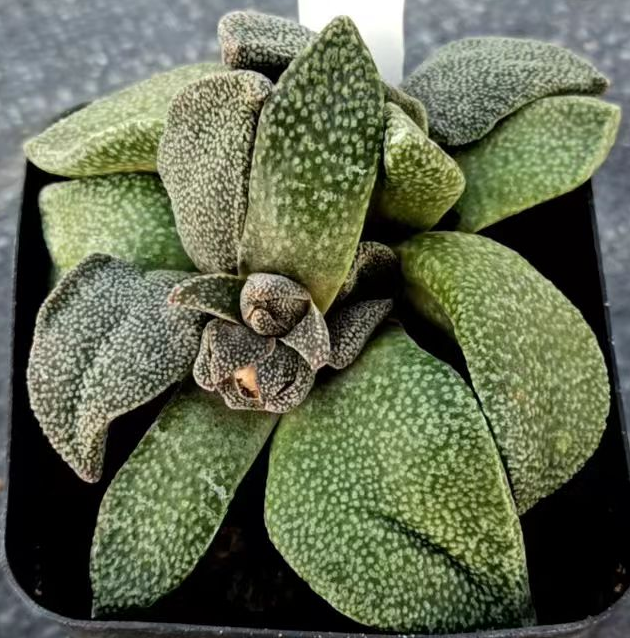 plant Aeonium Echeveria Haworthia  Caudex  Lithops Cactus  Agave 