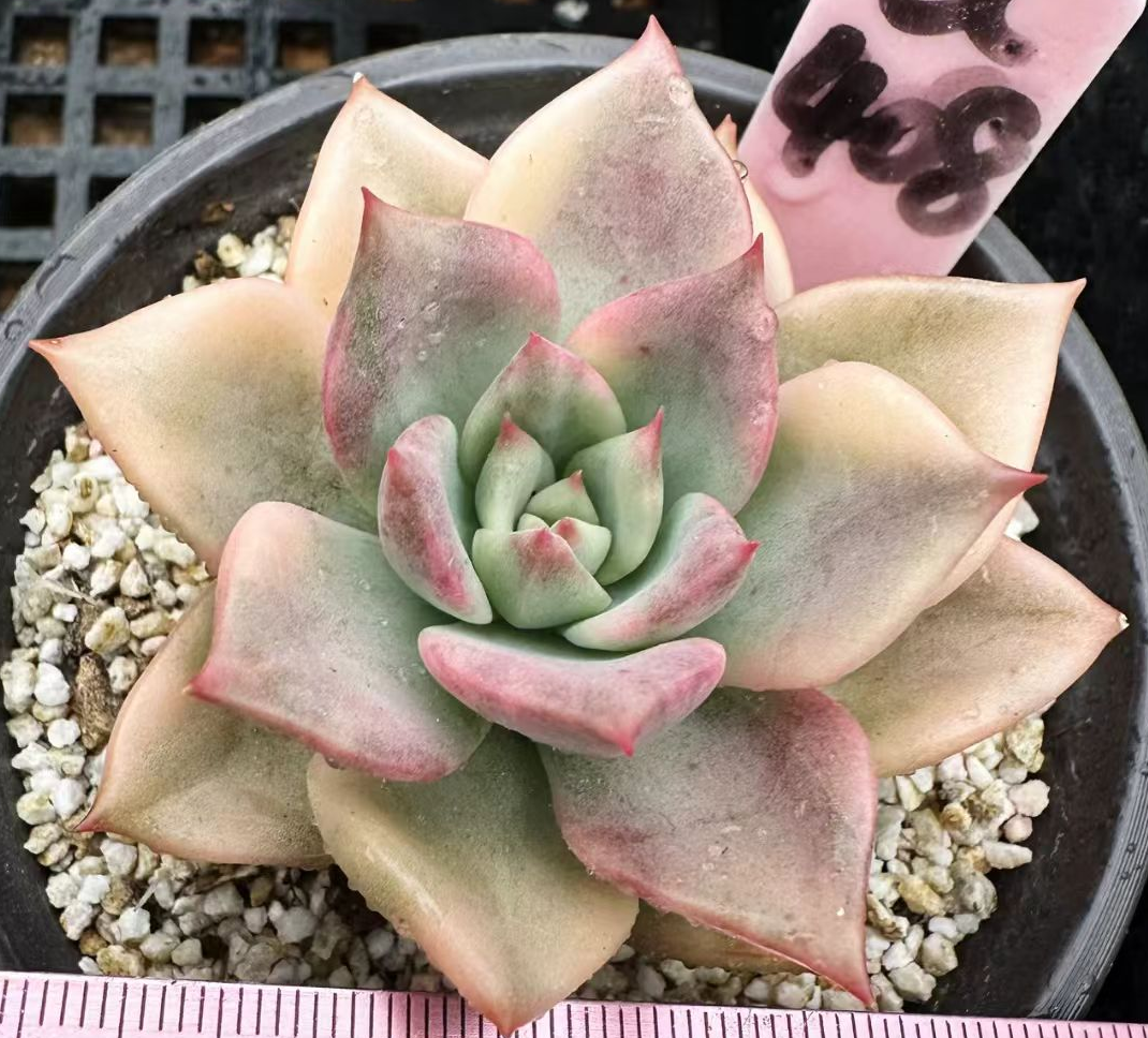 plant Aeonium Echeveria Haworthia  Caudex  Lithops Cactus  Agave 