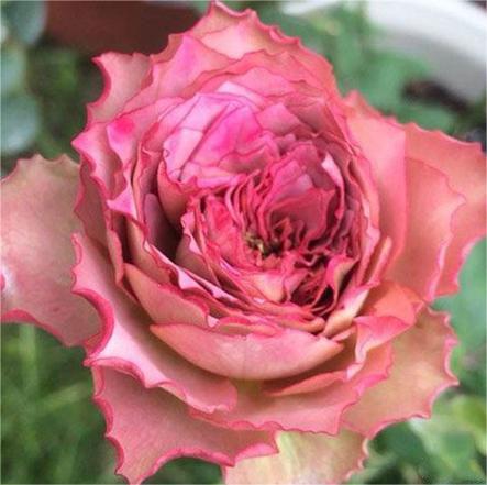 🌙Rosa chinensis - 'Tenatur’ Jonyparkseed®