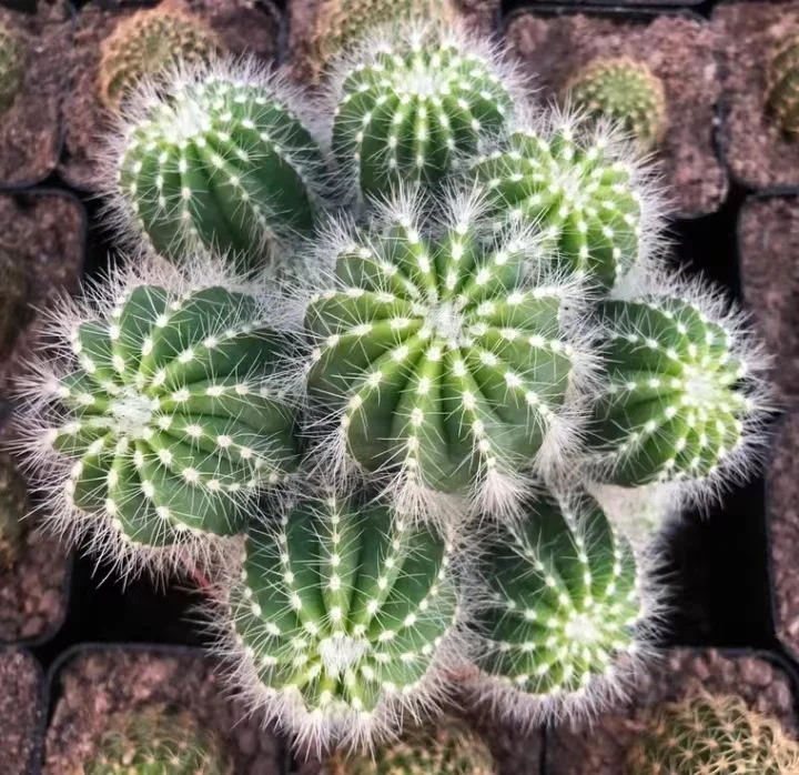 plant Aeonium Echeveria Haworthia  Caudex  Lithops Cactus  Agave 