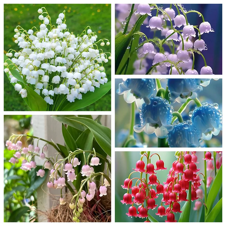 Lily of the Valley🌺Flower Seeds