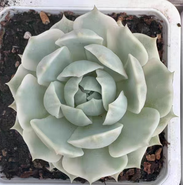 plant Aeonium Echeveria Haworthia  Caudex  Lithops Cactus  Agave 