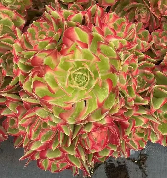 912. Pink lady cluster 12-15cm 8 heads/ Aeonium cluster/Aeonium plants/ Succulent plants / Garden landscape / Carefully select healthy plants
