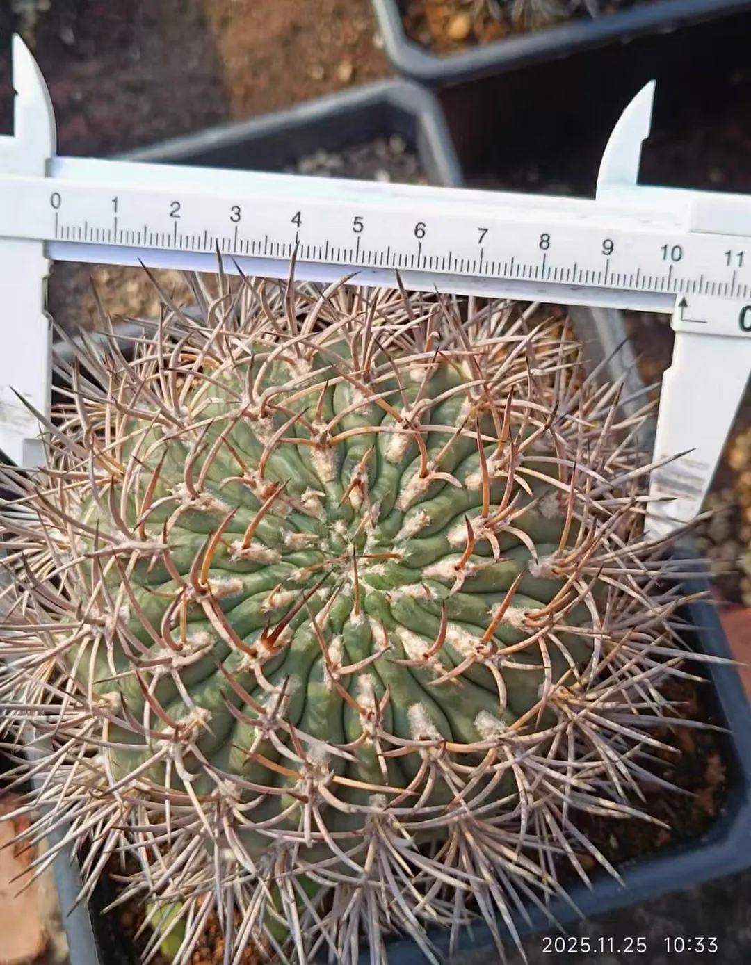 plant Aeonium Echeveria Haworthia  Caudex  Lithops Cactus  Agave 