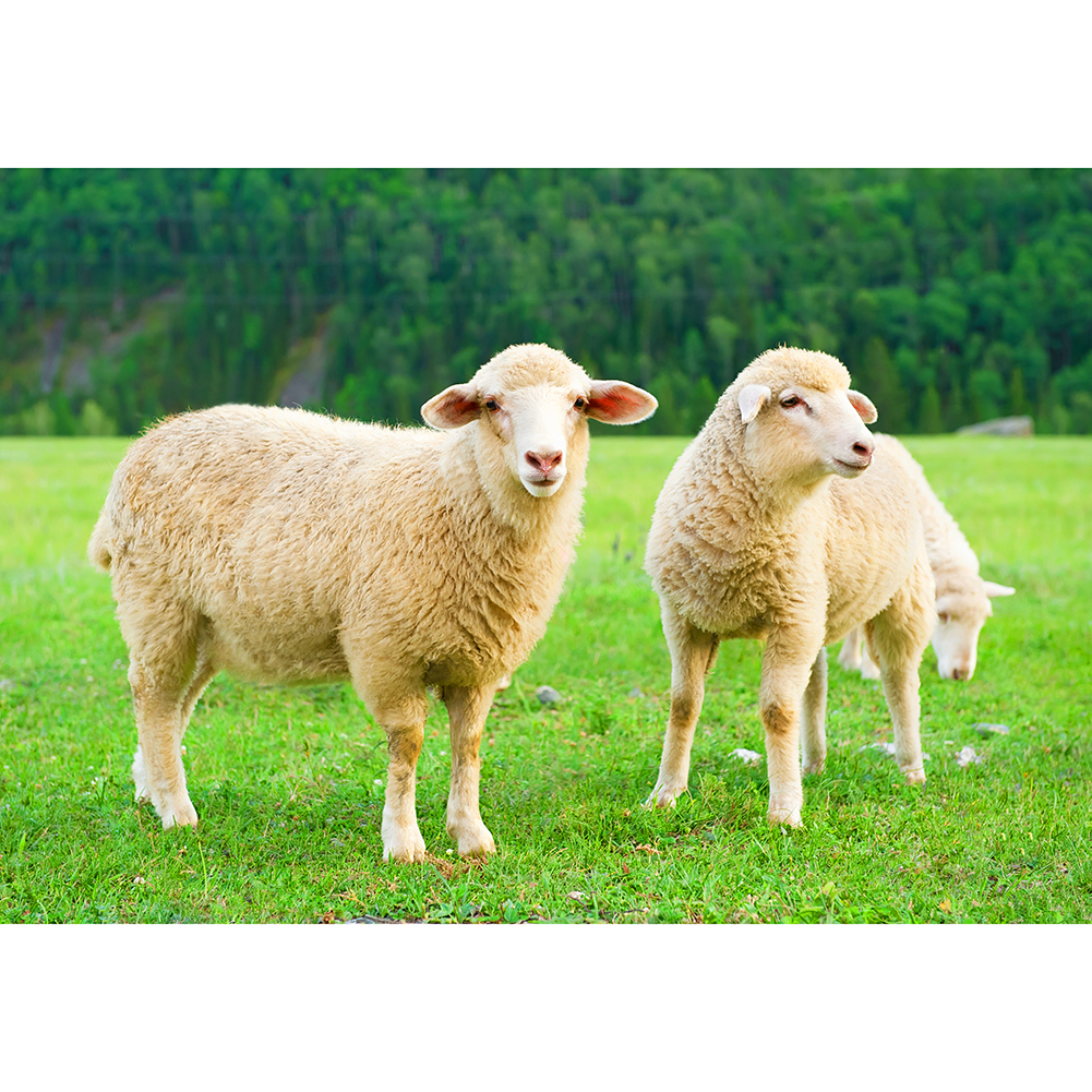 

Grass Sheep - 1000 Pieces Jigsaw Puzzle, 501 Original