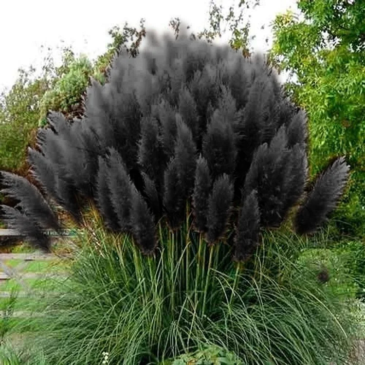 Pampas Grass Magic Garden Seeds