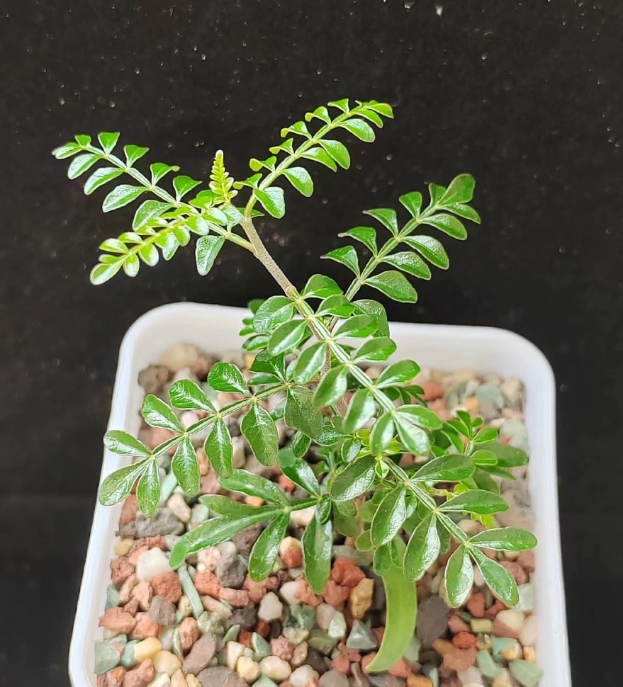 plant Aeonium Echeveria Haworthia  Caudex  Lithops Cactus  Agave 