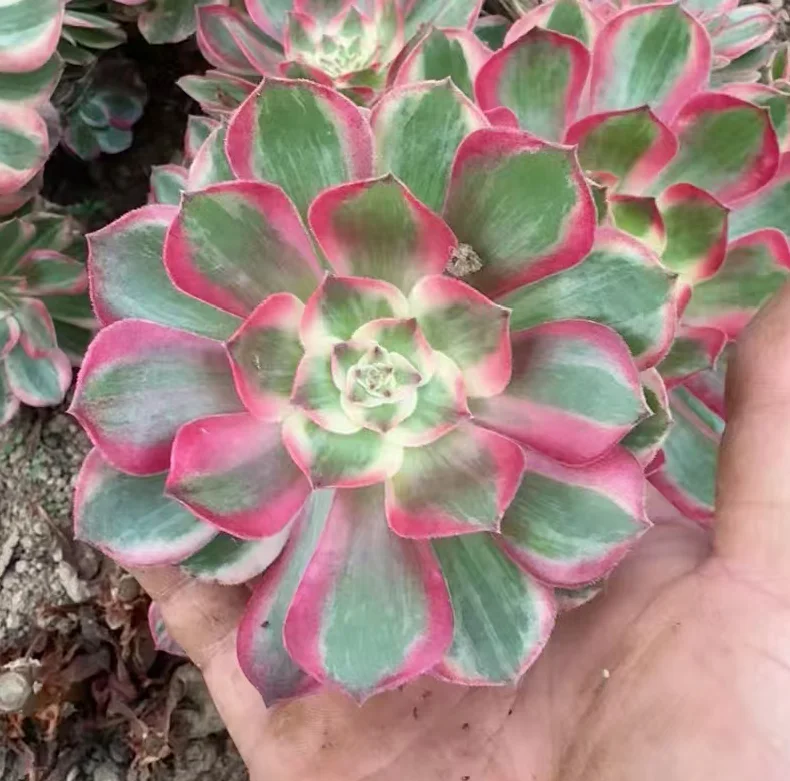 plant Aeonium Echeveria Haworthia  Caudex  Lithops Cactus  Agave 