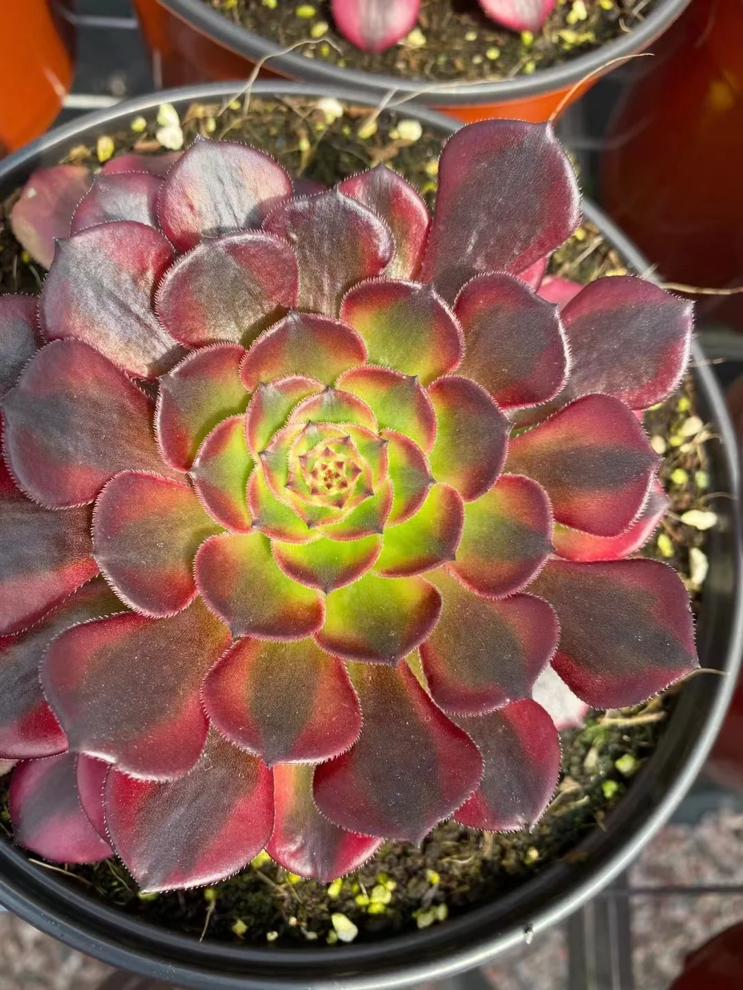 plant Aeonium Echeveria Haworthia  Caudex  Lithops Cactus  Agave 