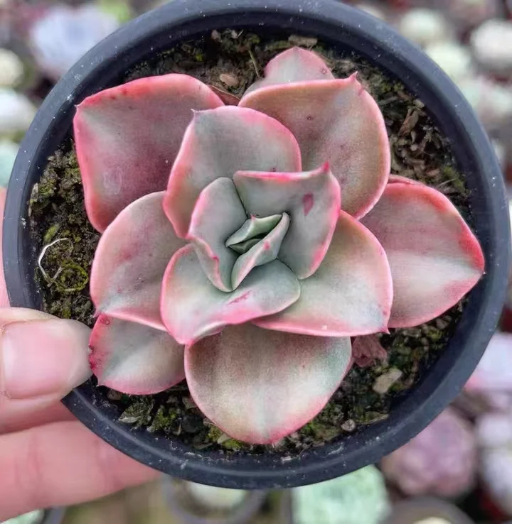 plant Aeonium Echeveria Haworthia  Caudex  Lithops Cactus  Agave 