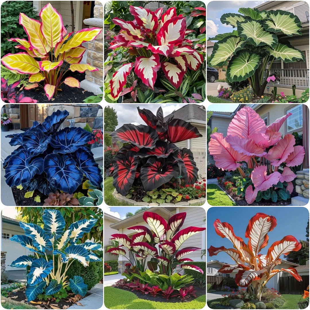 Crimson Frost-Giant Alocasia Bulbs🍃Transform Your Space with Tropical Majesty