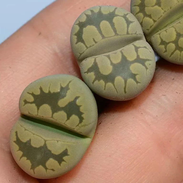 plant Aeonium Echeveria Haworthia  Caudex  Lithops Cactus  Agave 