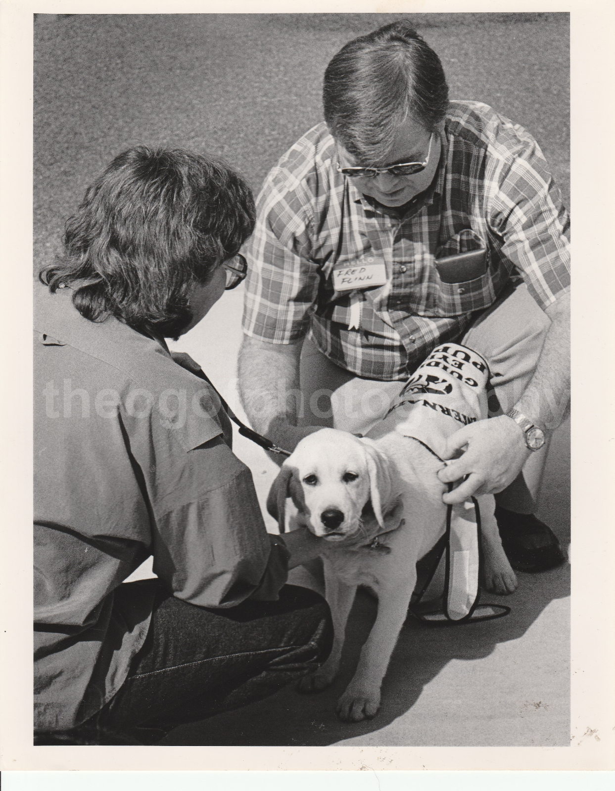 GUIDE EYE PUP Dog 8 x 10 FOUND Photo Poster painting bwOriginal Vintage H 50