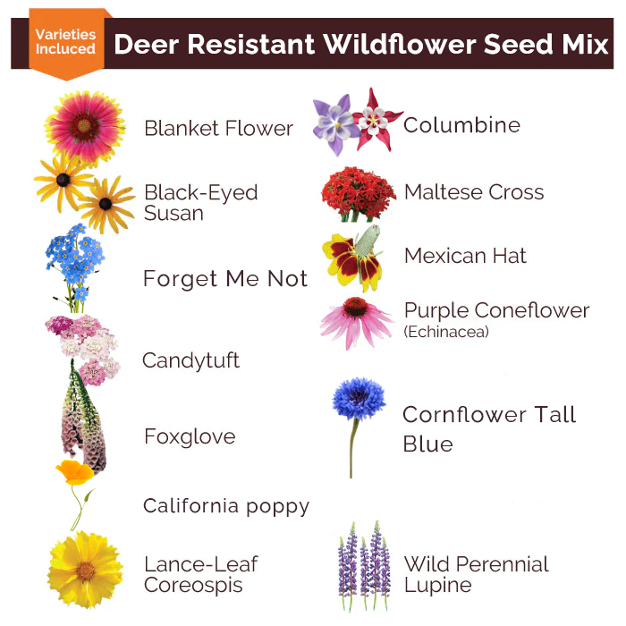 Pink Wildflower Seed Mix