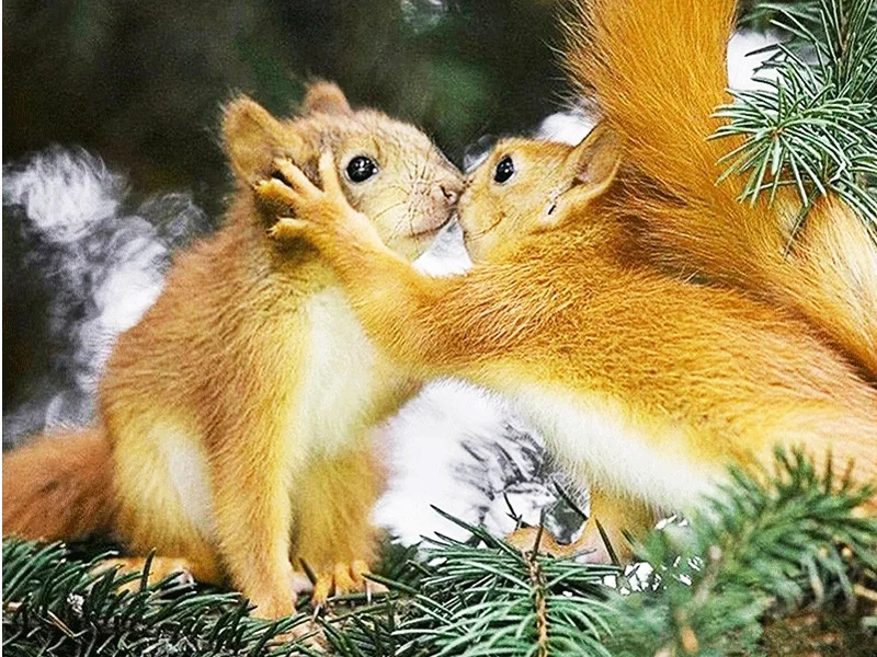 Diamond Painting - Full Round/Square Drill - Squirrel(30*40 - 50*60cm)