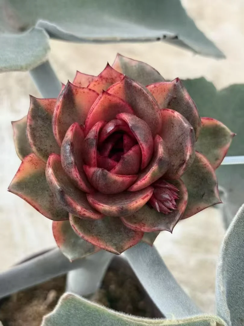 plant Aeonium Echeveria Haworthia  Caudex  Lithops Cactus  Agave 