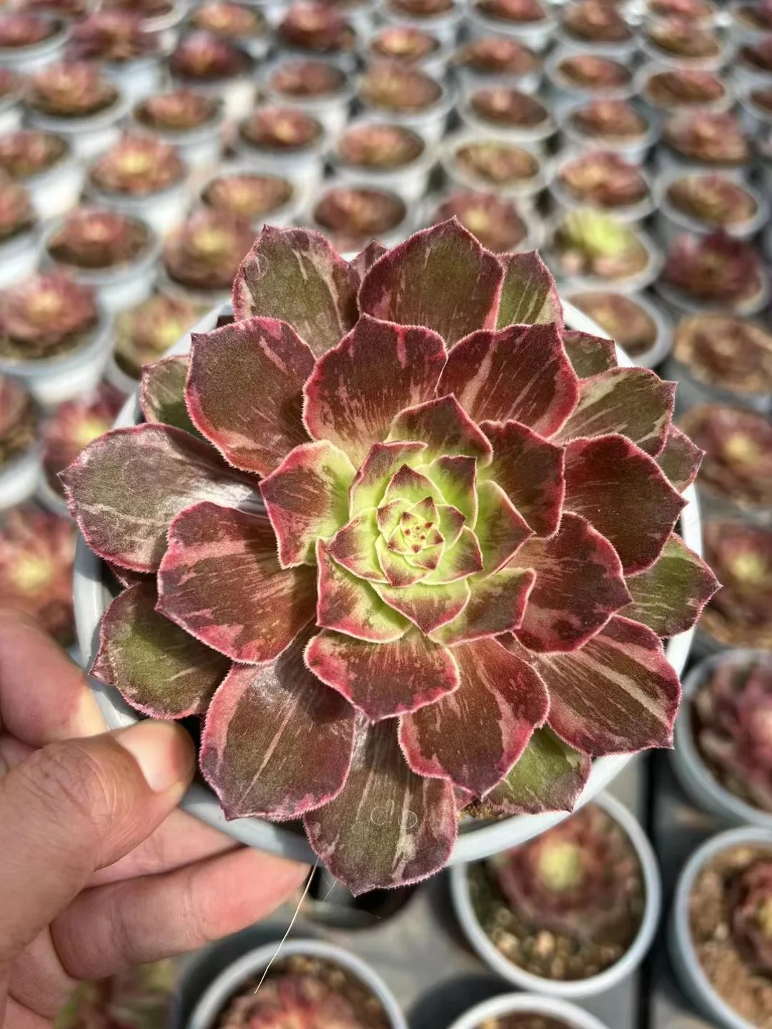 11.Halloween var,Honey tea single head and cutting/ Aeonium plants / Garden landscape / Carefully select healthy plants