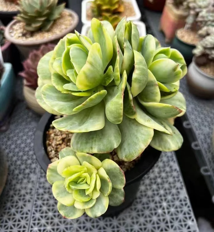 459.Echeveria Peach Pride var. yellow brocade single head 7-9cm/ Echeveria / Succulent plants / Garden landscape / Carefully select healthy plants