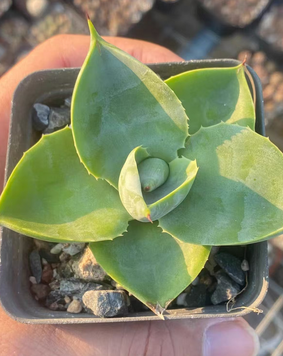 1057.Agave  flying saucer 5-7cm/Agave plants / Succulent plants / Garden landscape / Carefully select healthy plants