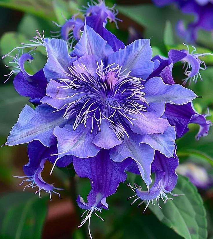 🌺 BEAUTIFUL PASSIONFLOWER SEEDS 🌿