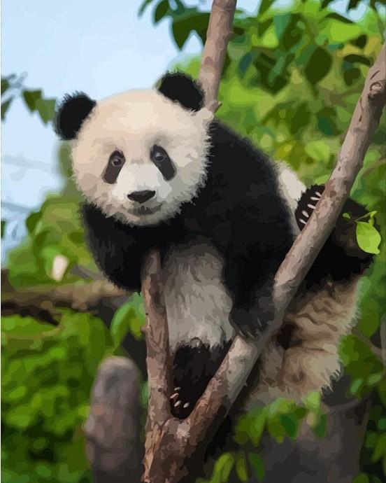 

Panda in Forest – Paint By Numbers - 40*50CM, 501 Original