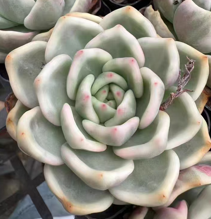 plant Aeonium Echeveria Haworthia  Caudex  Lithops Cactus  Agave 