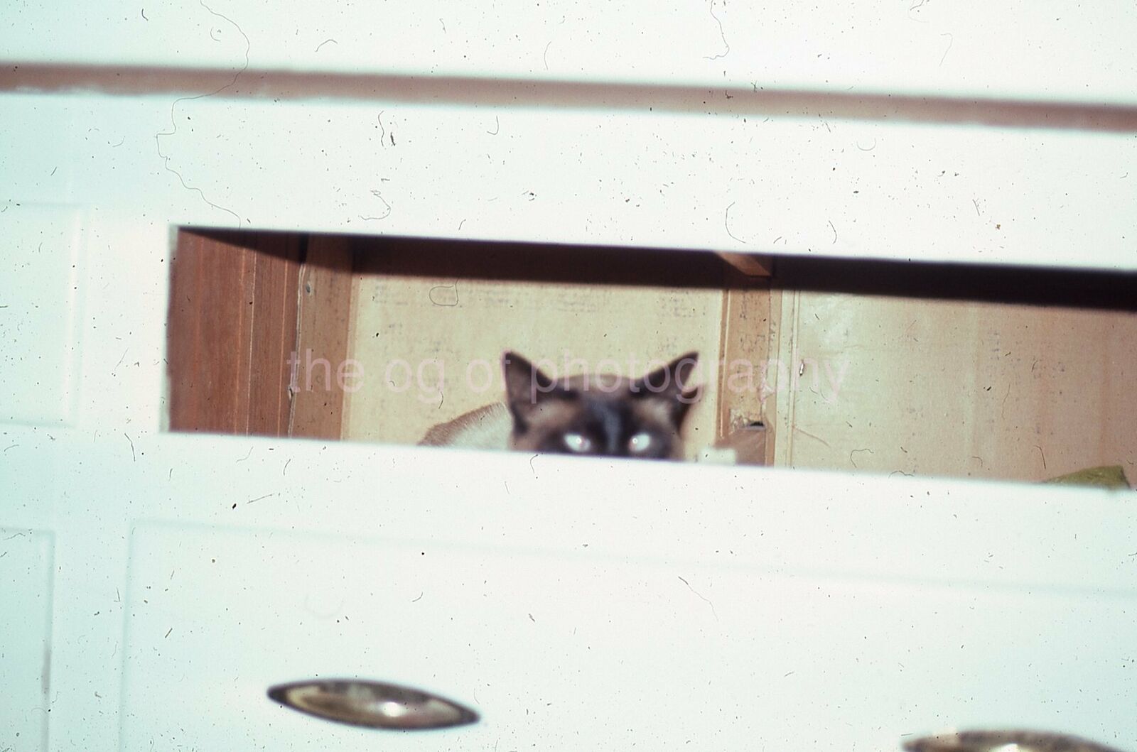 CAT EYES Vintage 35mm FOUND SLIDE TransparencyPhoto Poster painting 02 T 4 B