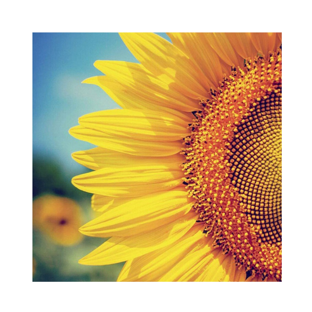 

30*30CM - Round Drill Diamond Painting - Half Sunflower, 501 Original