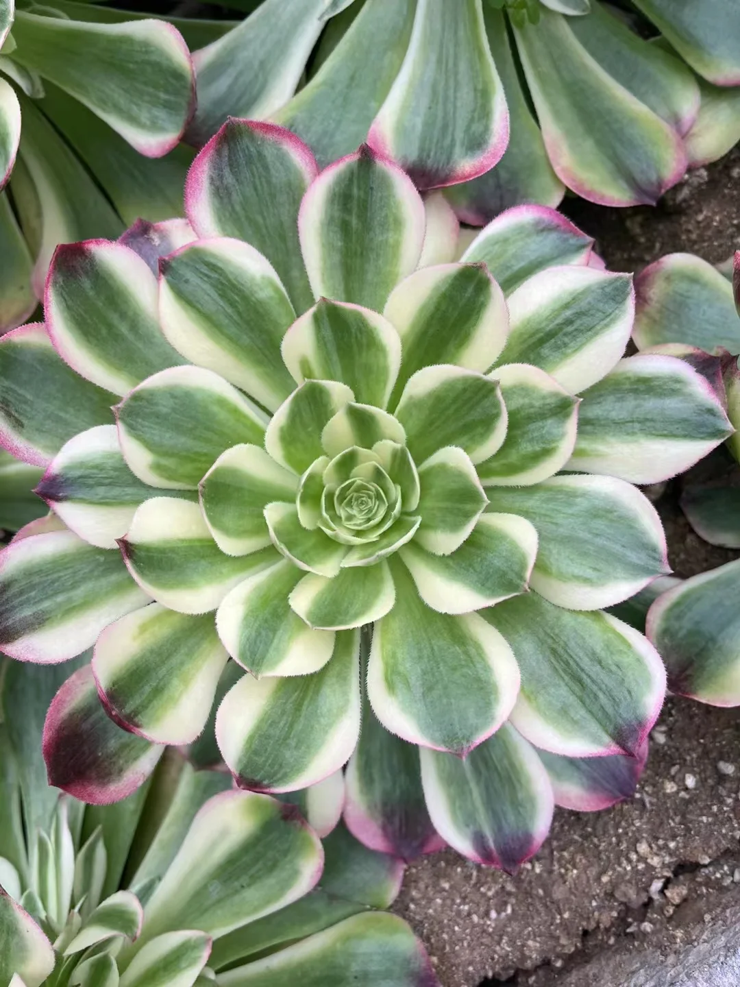 plant Aeonium Echeveria Haworthia  Caudex  Lithops Cactus  Agave 