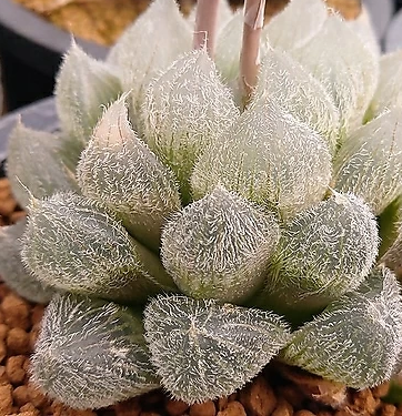 1164.Haworthia venustacv.Monroe 2-2.5cm/Haworthia/ Succulent plants / Garden landscape / Carefully select healthy plants