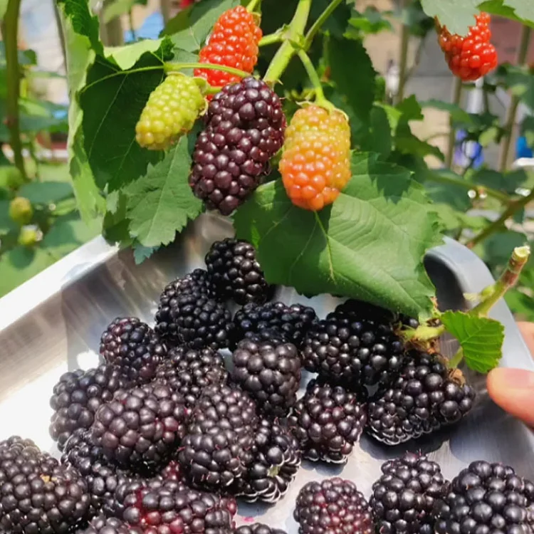 🍓BLACK RASPBERRY ORGANIC NATURAL SEEDS